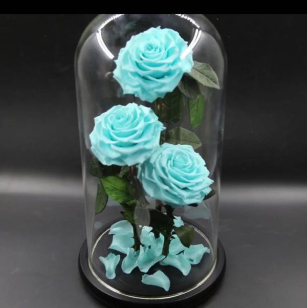 3 Roses in Dome